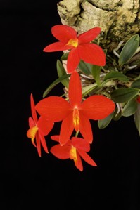 Cattleya acuensis Diamond Orchids AM/AOS 81 pts.